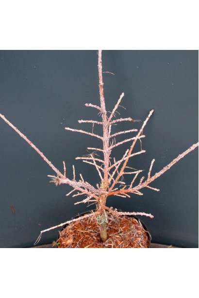 Модрина японська  ’Magic Gold’ восени